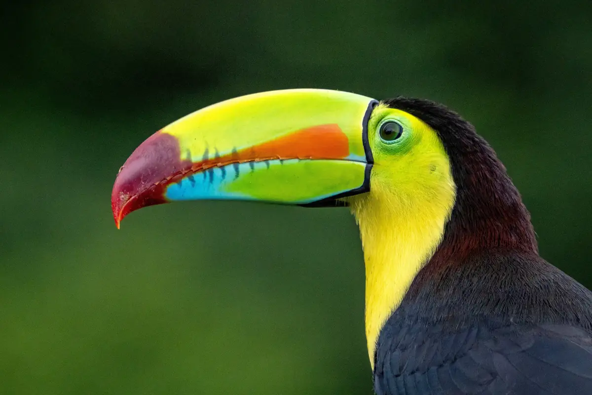 Ekskluzivni safari v narodnem parku Corcovado