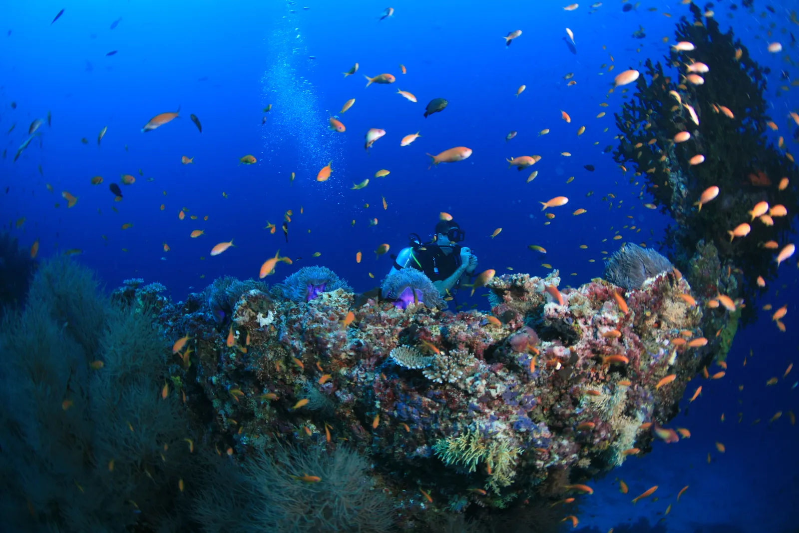 Amilla Maldives