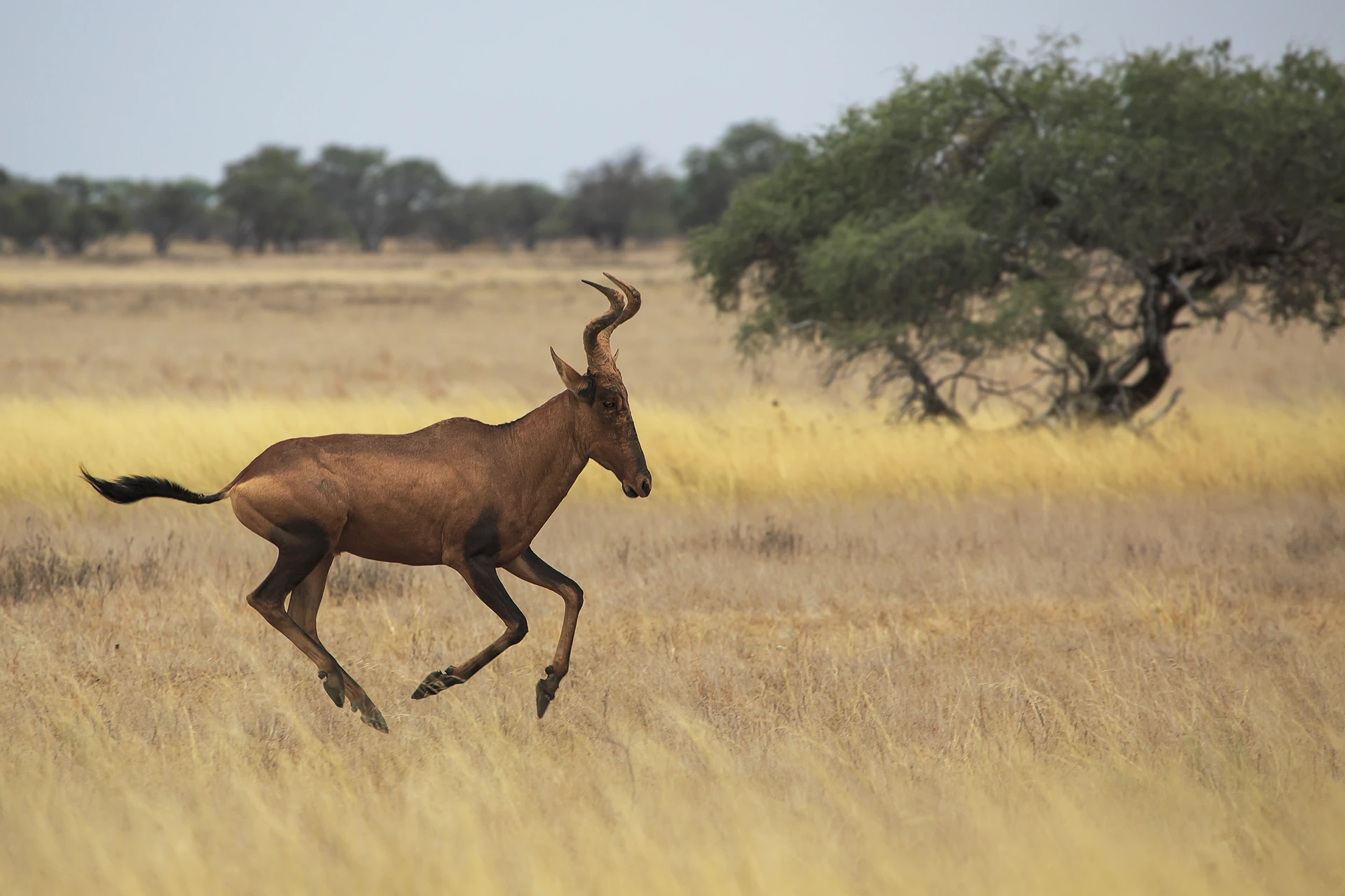 Galop skozi Kalahari