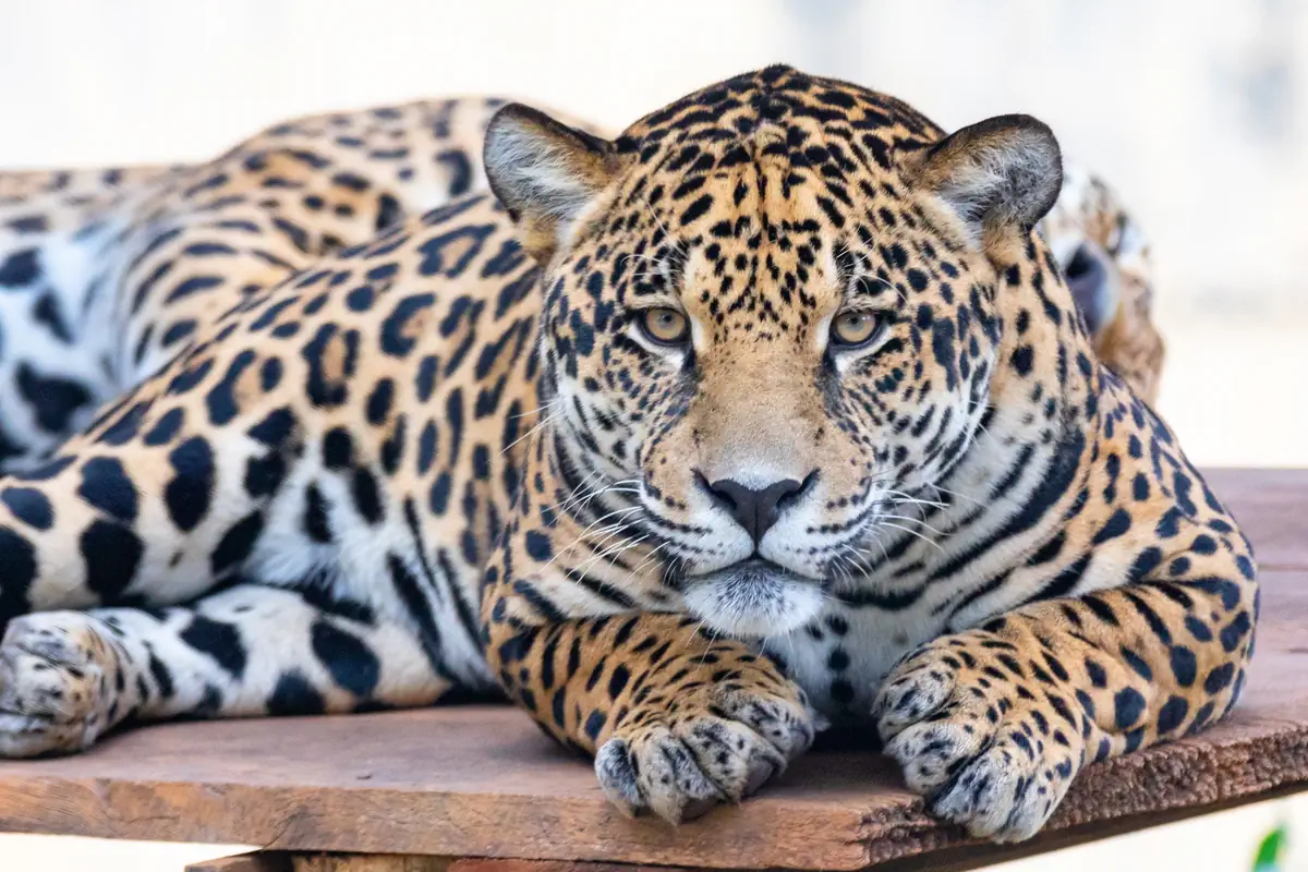 Zaščita jaguarja in njegovega habitata