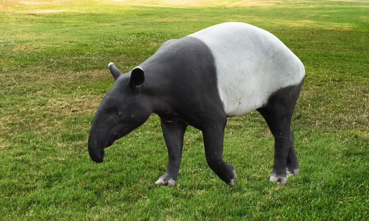Srečanje s tapirji v Sungai Dinsumu
