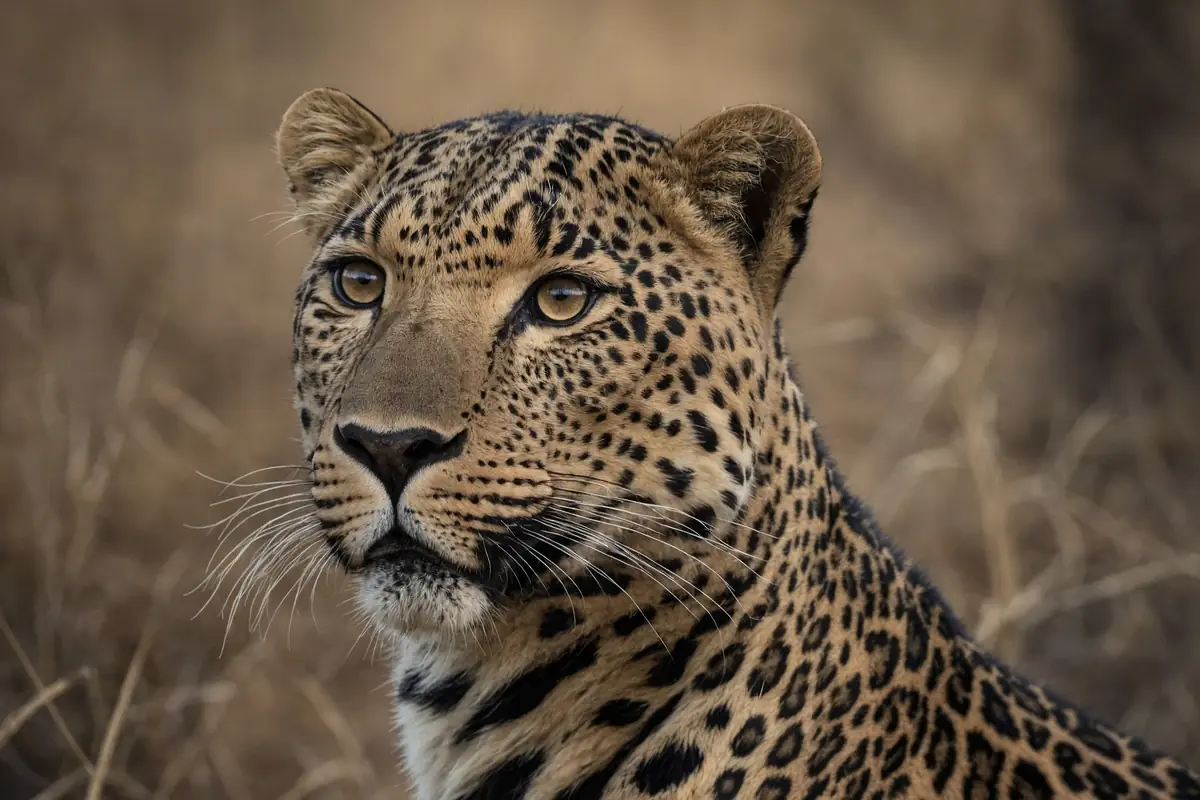 Sledite legendarnemu arabskemu leopardu
