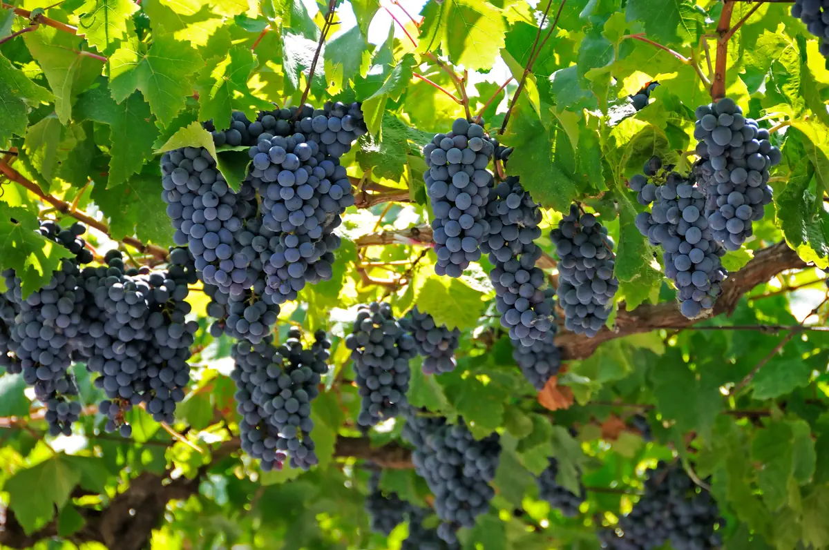 Vinska tura po vinogradih Crmnice