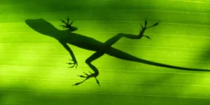 Guadeloupe, foto: Jo Vanel - Pixabay
