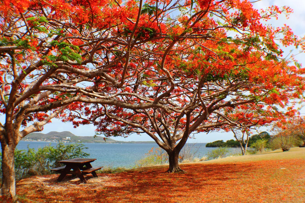 Guadeloupe, foto: Allison Sulock - Pixabay