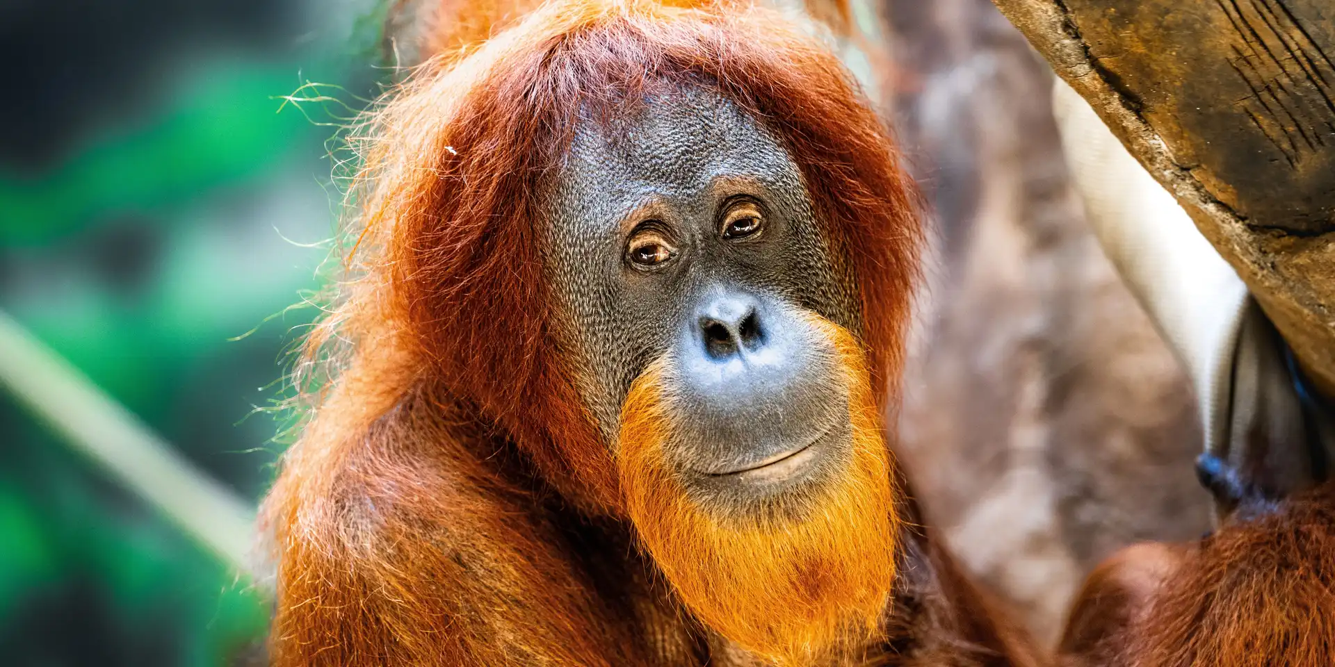 Primer potovanja po meri: Sumatra, orangutani in Pulau Weh